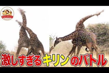 ソフト闇金キリンについての記事のアイキャッチ画像